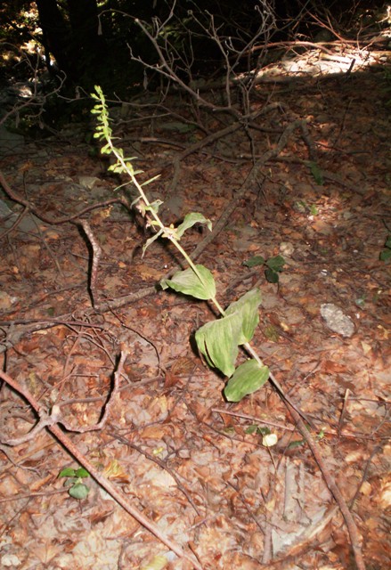 Epipactis prima: hellborine ?